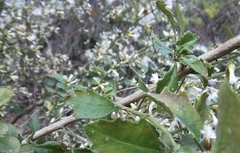Baccharis glomeruliflora