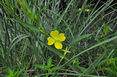 Ludwigia longifolia