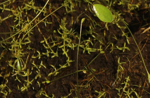 Crassula venezuelensis