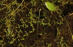 Crassula venezuelensis