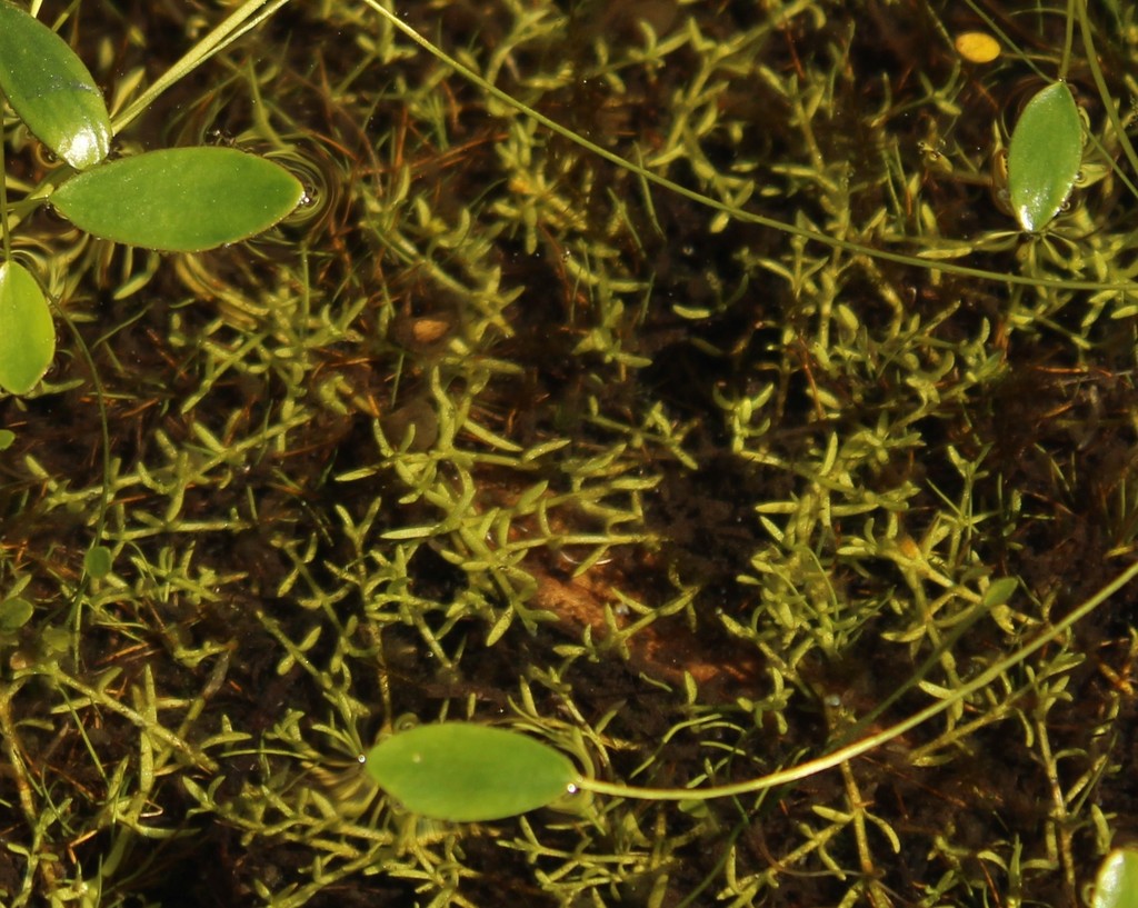 Crassula venezuelensis 2