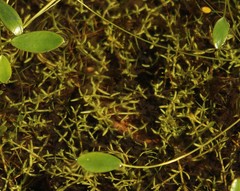 Crassula venezuelensis