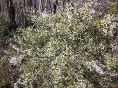 Baccharis glomeruliflora