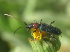 Cartallum ebulinum