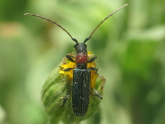 Cartallum ebulinum