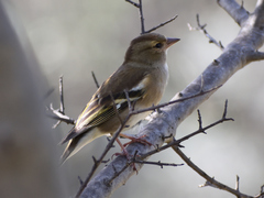 Fringilla coelebs