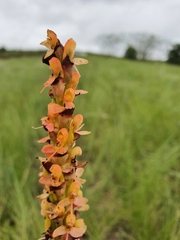 Disa chrysostachya