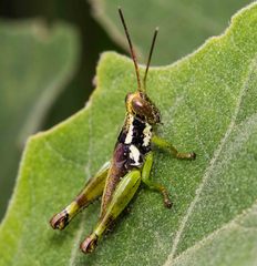 Pirithoicus ophthalmicus