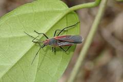 Thunbergia marginata