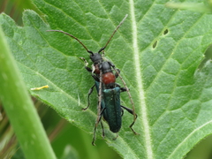 Cartallum ebulinum