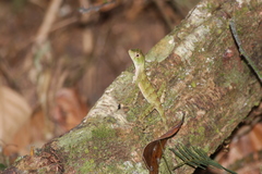 Enyalius