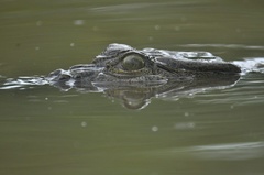 Crocodylus porosus