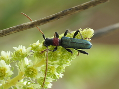 Cartallum ebulinum