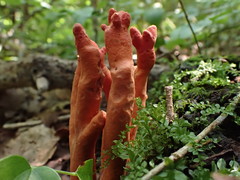 Trichoderma cornu-damae