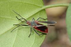 Thunbergia marginata
