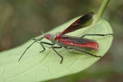 Thunbergia marginata