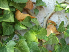 Phyllosticta concentrica