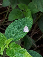 Zizula hylax pygmaea