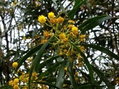 Acacia retinodes