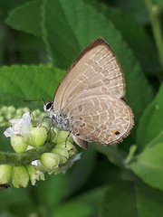 Anthene emolus goberus