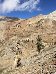 Pinus balfouriana