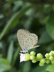 Zizula hylax pygmaea