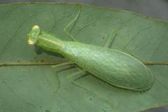 Tropidomantis gressitti