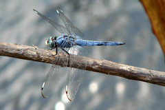 Libellula comanche
