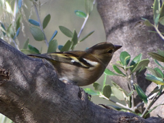 Fringilla coelebs