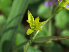 Gagea lutea