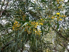 Acacia retinodes