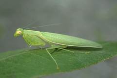 Tropidomantis gressitti