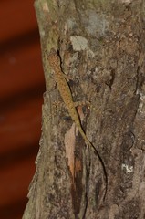 Anolis festae