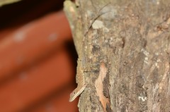 Anolis festae