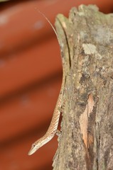 Anolis festae