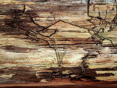 Dendroctonus
