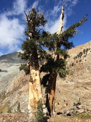 Pinus balfouriana