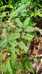 Pteris
