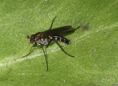 Plagioneurus univittatus