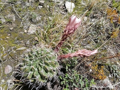 Echinopsis obrepanda