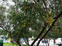 Acacia retinodes