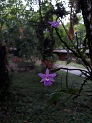 Dimerandra emarginata