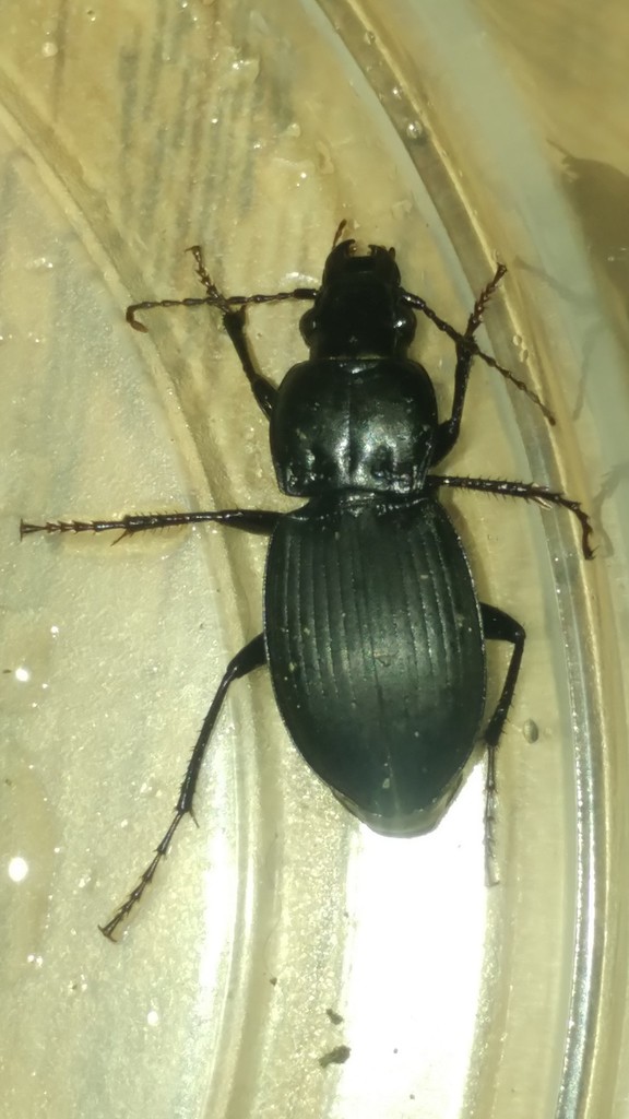 Cyclotrachelus sigillatus