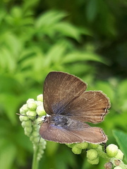 Anthene emolus goberus