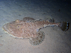 Lophius piscatorius