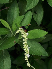 Rhynchium haemorrhoidale
