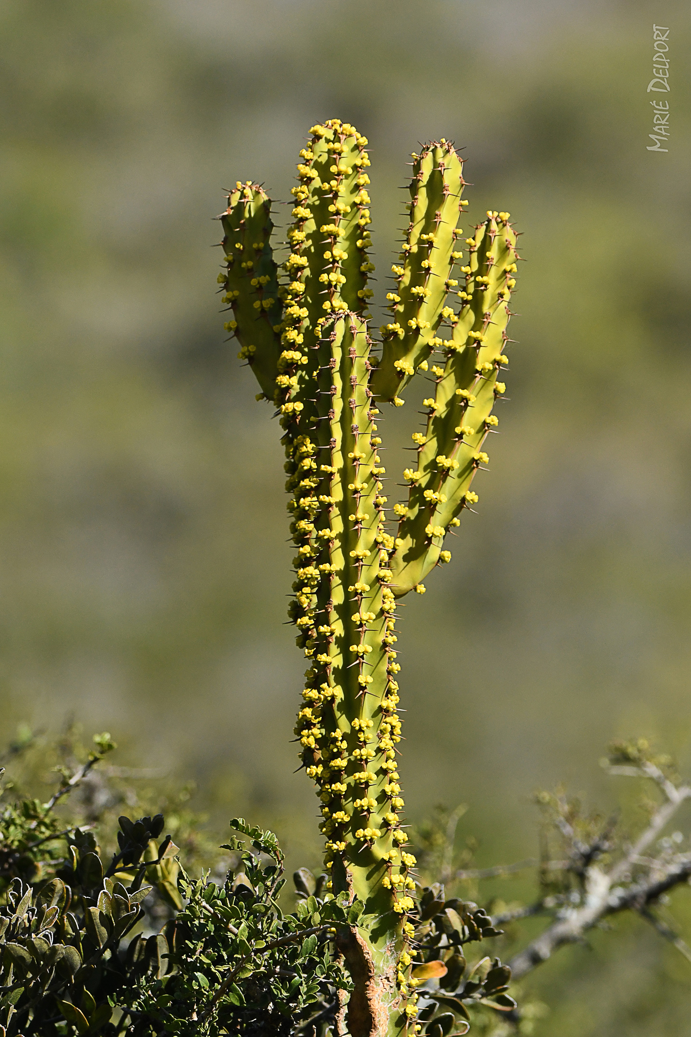 Euphorbia caerulescens Haw.