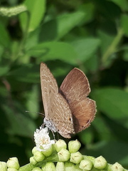 Anthene emolus goberus