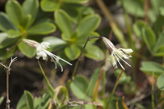 Silene saxatilis