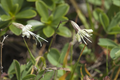 Silene saxatilis